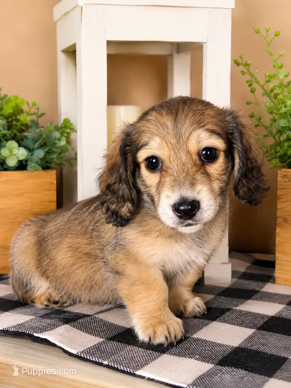 Blue collar – Miniature Dachshund puppy for sale in Wylie, TX