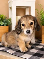 Blue collar, a male Miniature Dachshund for sale in Wylie, TX – 1 of 5
