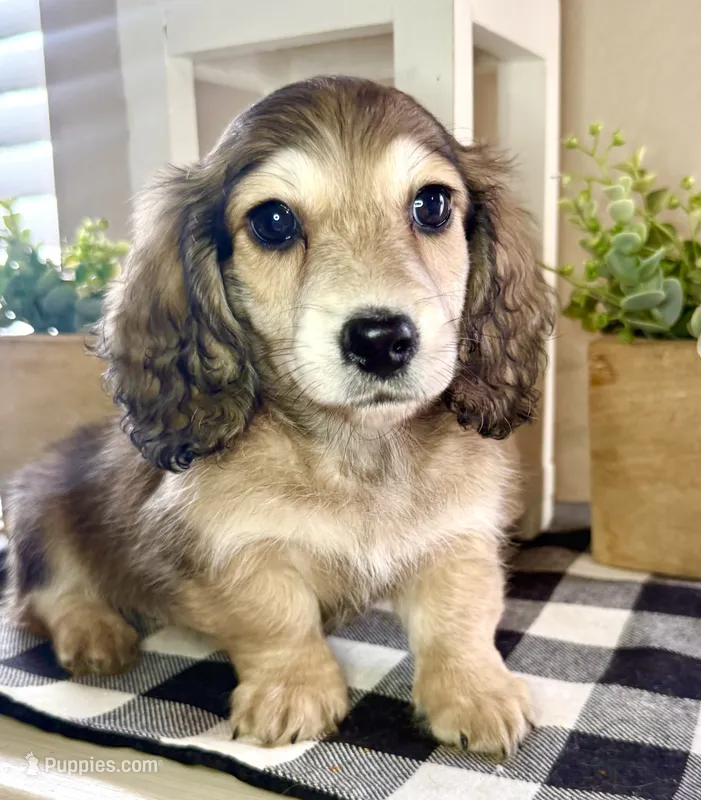 Green collar – Miniature Dachshund puppy for sale in Wylie, TX