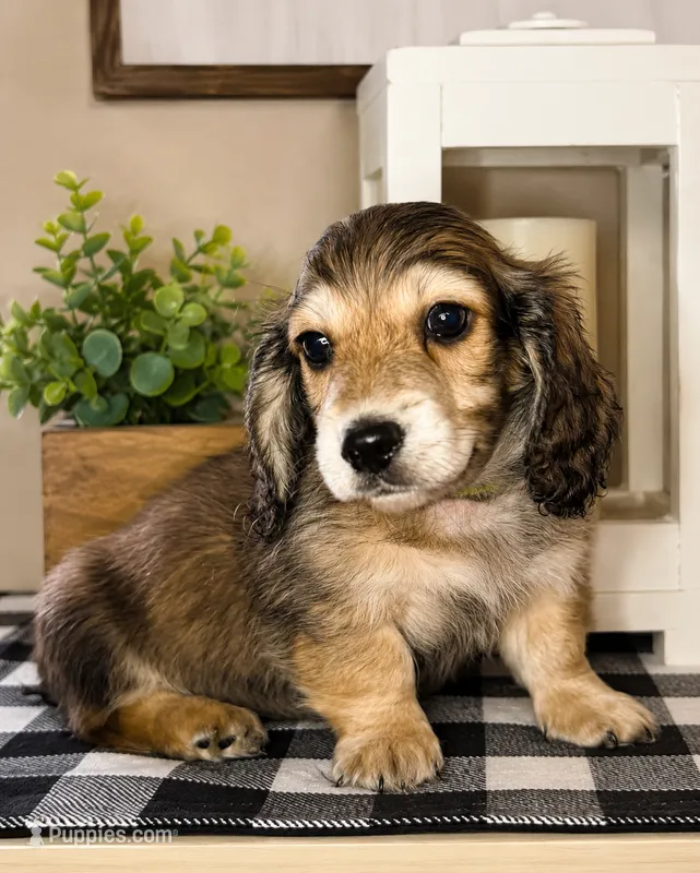 Green collar – Miniature Dachshund puppy for sale in Wylie, TX