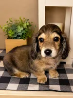 Green collar, a male Miniature Dachshund for sale in Wylie, TX – 3 of 4