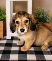 Red collar, a male Miniature Dachshund for sale in Wylie, TX – 2 of 7