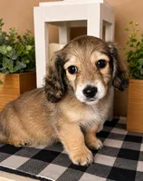 Blue collar, a male Miniature Dachshund for sale in Wylie, TX – 5 of 5