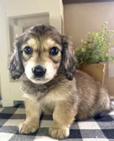 Red collar, a male Miniature Dachshund for sale in Wylie, TX – 7 of 7