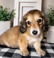 Yellow collar, a male Miniature Dachshund for sale in Wylie, TX – 3 of 4