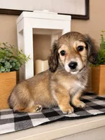 Blue collar, a male Miniature Dachshund for sale in Wylie, TX – 3 of 5
