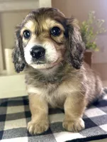 Red collar, a male Miniature Dachshund for sale in Wylie, TX – 4 of 7