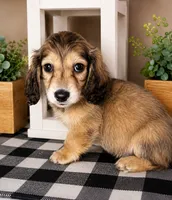 Red collar, a male Miniature Dachshund for sale in Wylie, TX – 6 of 7