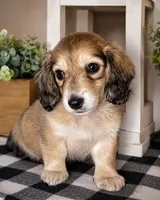 Yellow collar, a male Miniature Dachshund for sale in Wylie, TX – 2 of 4