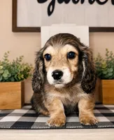 Green collar, a male Miniature Dachshund for sale in Wylie, TX – 4 of 4