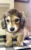 Red collar, a male Miniature Dachshund for sale in Wylie, TX – 5 of 7