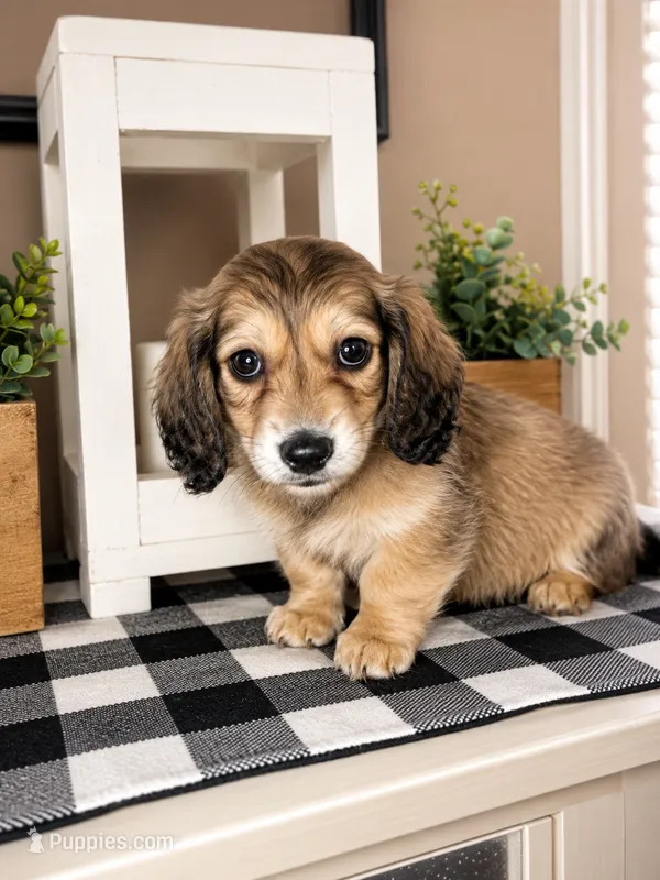 Red collar – Miniature Dachshund puppy for sale in Wylie, TX
