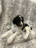 Bubbles -Light Blue, a male Goldendoodle and Poodle - Standard  for sale in Anderson, SC – 3 of 7