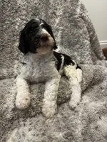 Bubbles -Light Blue, a male Goldendoodle and Poodle - Standard  for sale in Anderson, SC – 2 of 7