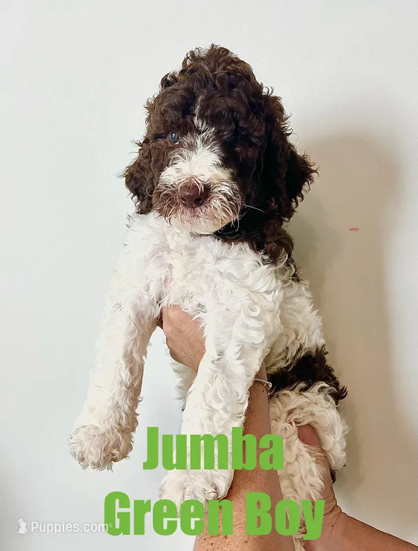 Jumba - Green – Goldendoodle, Poodle - Standard  puppy for sale in Anderson, SC