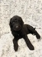 Elvis-Royal Blue, a male Goldendoodle and Poodle - Standard  for sale in Anderson, SC – 1 of 5