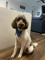 Elvis-Royal Blue, a male Goldendoodle and Poodle - Standard  for sale in Anderson, SC – 3 of 5