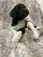 Nani - Fushia, a female Goldendoodle and Poodle - Standard  for sale in Anderson, SC – 2 of 7