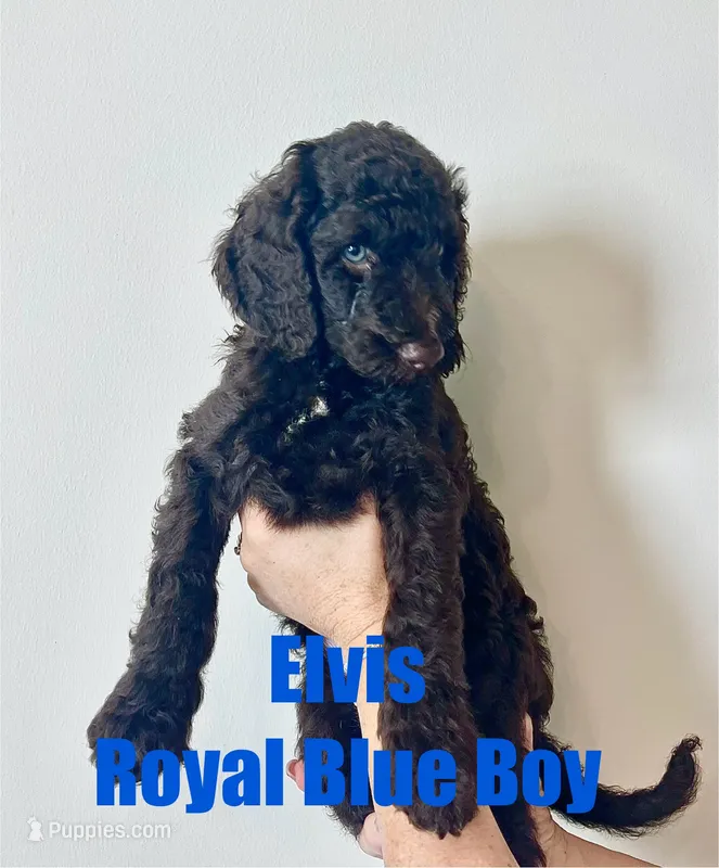 Elvis-Royal Blue – Goldendoodle, Poodle - Standard  puppy for sale in Anderson, SC