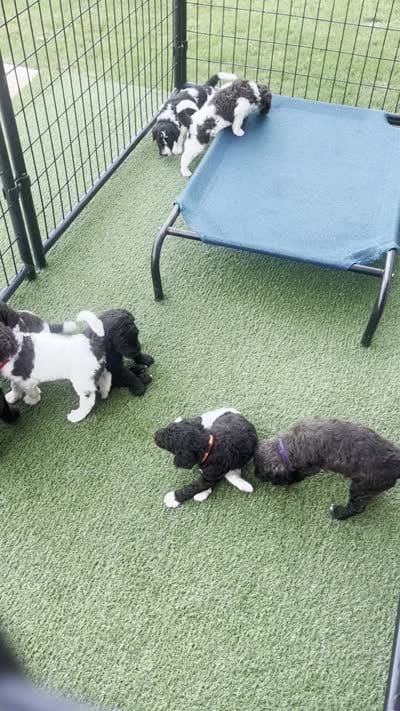 Nani - Fushia, a female Goldendoodle and Poodle - Standard  for sale in Anderson, SC – 7 of 7