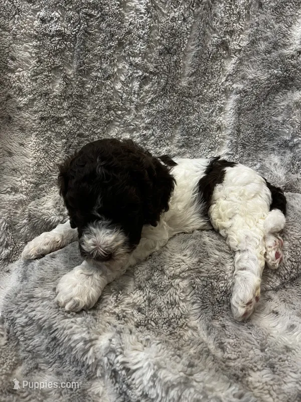 Jumba - Green, a male Goldendoodle and Poodle - Standard  for sale in Anderson, SC – 1 of 4