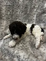 Jumba - Green, a male Goldendoodle and Poodle - Standard  for sale in Anderson, SC – 1 of 4