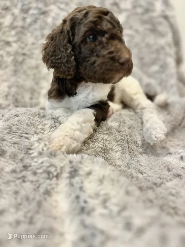 Nani - Fushia – Goldendoodle, Poodle - Standard  puppy for sale in Anderson, SC