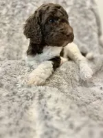 Nani - Fushia, a female Goldendoodle and Poodle - Standard  for sale in Anderson, SC – 1 of 7