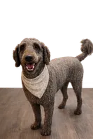 Bubbles -Light Blue, a male Goldendoodle and Poodle - Standard  for sale in Anderson, SC – 6 of 7