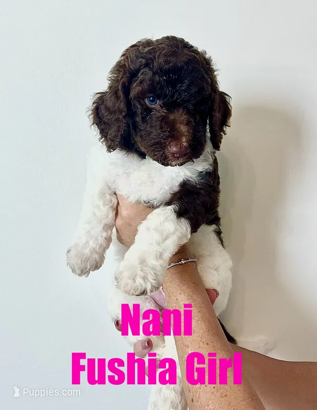 Nani - Fushia – Goldendoodle, Poodle - Standard  puppy for sale in Anderson, SC