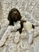 Nani - Fushia, a female Goldendoodle and Poodle - Standard  for sale in Anderson, SC – 3 of 7