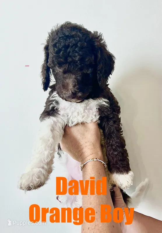 David-Orange – Goldendoodle, Poodle - Standard  puppy for sale in Anderson, SC