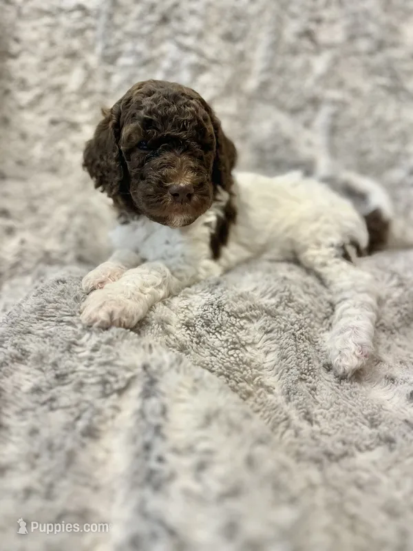 Lilo - Red – Goldendoodle puppy for sale in Anderson, SC