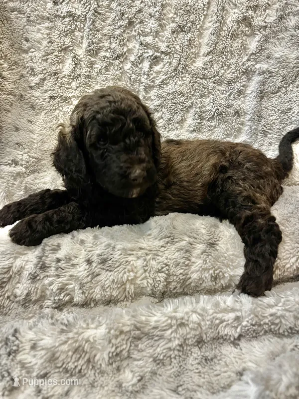 Pleakley _purple – Goldendoodle, Poodle - Standard  puppy for sale in Anderson, SC