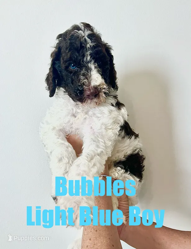 Bubbles -Light Blue – Goldendoodle, Poodle - Standard  puppy for sale in Anderson, SC