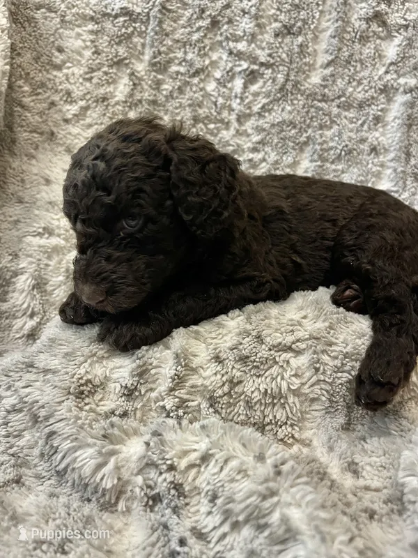 Stitch-pink – Goldendoodle, Poodle - Standard  puppy for sale in Anderson, SC