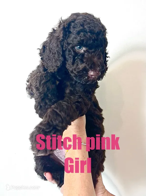 Stitch-pink – Goldendoodle, Poodle - Standard  puppy for sale in Anderson, SC