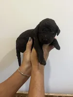 Elvis-Royal Blue, a male Goldendoodle and Poodle - Standard  for sale in Anderson, SC – 2 of 5