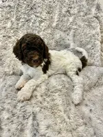 Lilo - Red, a female Goldendoodle for sale in Anderson, SC – 2 of 4