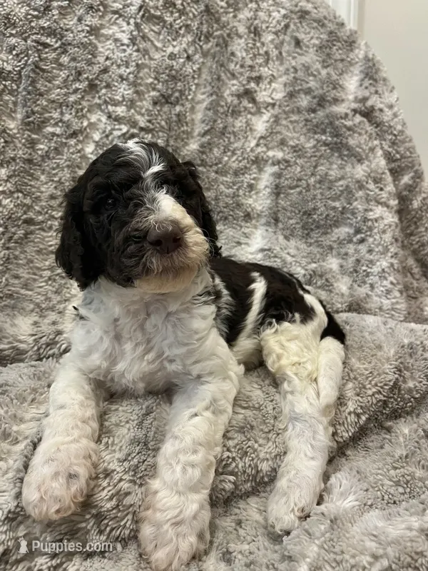 Bubbles -Light Blue – Goldendoodle, Poodle - Standard  puppy for sale in Anderson, SC