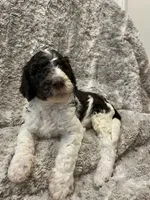 Bubbles -Light Blue, a male Goldendoodle and Poodle - Standard  for sale in Anderson, SC – 1 of 7