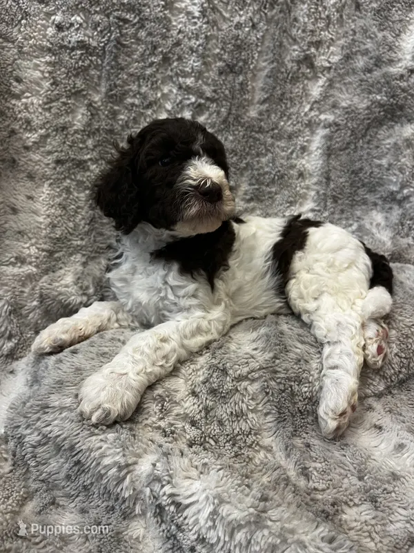 Jumba - Green – Goldendoodle, Poodle - Standard  puppy for sale in Anderson, SC