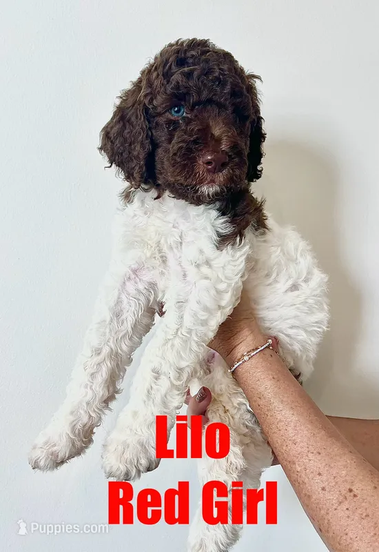 Lilo - Red – Goldendoodle puppy for sale in Anderson, SC