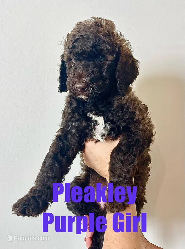 Pleakley Purple – Goldendoodle, Poodle - Standard  puppy on hold in Anderson, SC