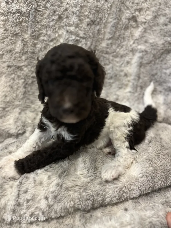 David-Orange, a male Goldendoodle and Poodle - Standard  for sale in Anderson, SC – 1 of 4