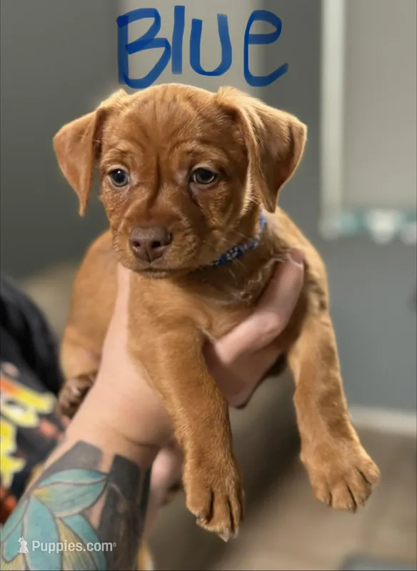 Blue – Yorkshire Terrier, Chiweenie puppy for sale in Mesa, AZ