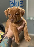 Blue, a male Yorkshire Terrier and Chiweenie for sale in Mesa, AZ – Photo 1 of 3