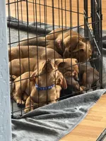 Blue, a male Yorkshire Terrier and Chiweenie for sale in Mesa, AZ – Photo 3 of 3