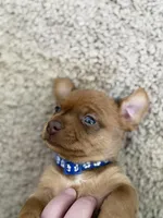 Blue, a male Yorkshire Terrier and Chiweenie for sale in Mesa, AZ – Photo 2 of 3