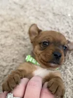 Light green, a male Yorkshire Terrier and Chiweenie for sale in Mesa, AZ – Photo 3 of 3